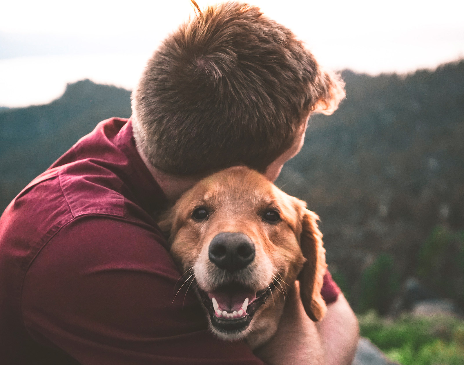 Kleine und mittelgroße Hunde sind willkommen